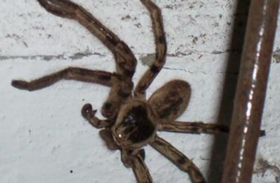 ¡Que miedo! Encontró una araña enorme en su casa en Azul