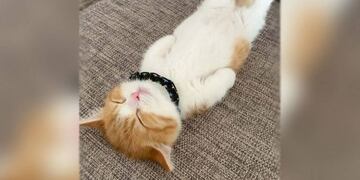 La astuta estrategia de un gatito para conseguir comida que se volvió viral en las redes