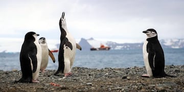 Pingüinos\u002E