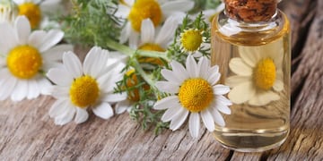 Las flores protegidas con infusión de ajo luce flores sanas y libres de plagas.
