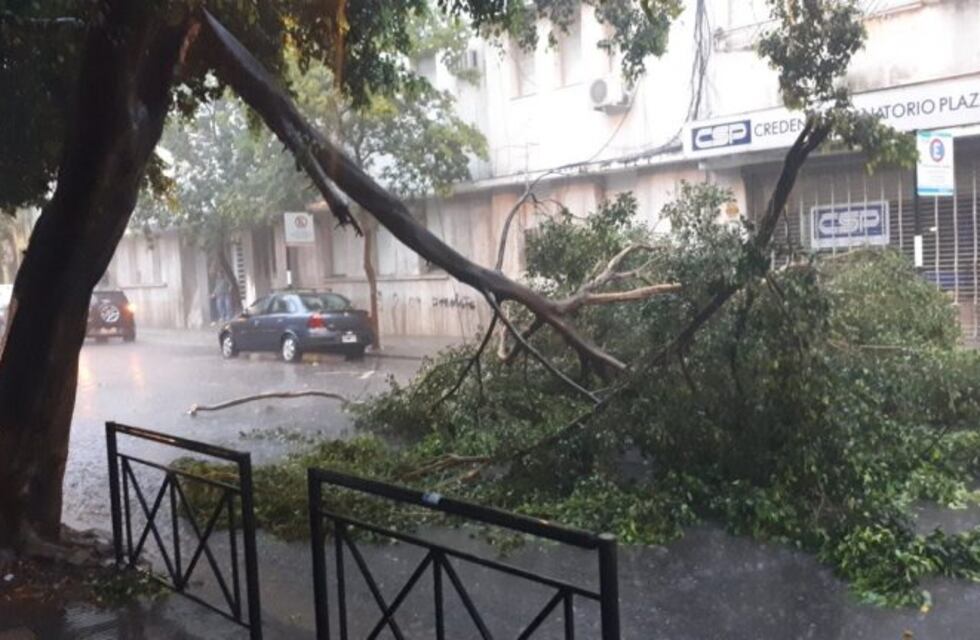 Las intensas lluvias dejaron calles anegadas y árboles caídos