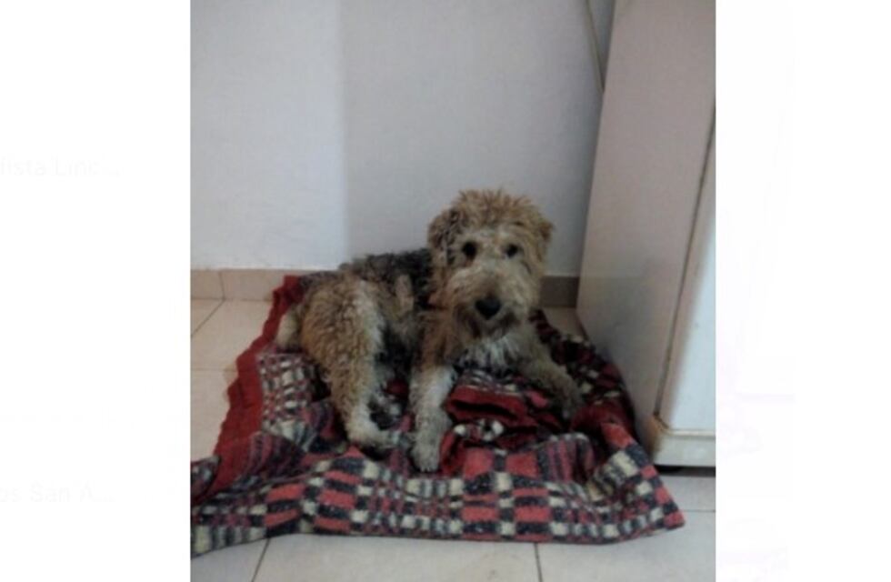 San Antonio: encontraron al perrito que había escapado tras ser rescatado del temporal