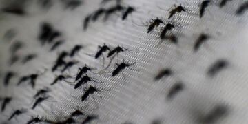 Dengue en Córdoba