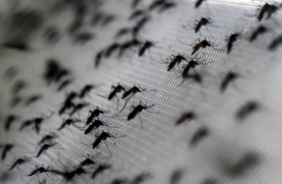 Dengue en la ciudad de Córdoba: irán casa por casa para hacer el monitoreo aédico