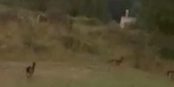 Efecto cuarentena: ¿grabaron venados corriendo por Tandil?