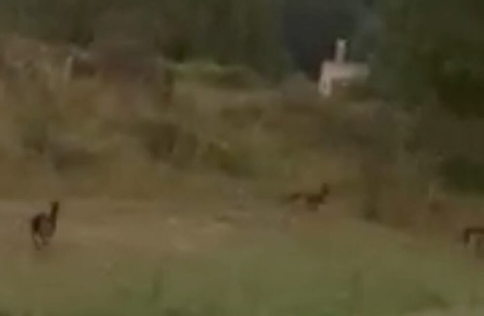 Efecto cuarentena: ¿grabaron venados corriendo por Tandil?