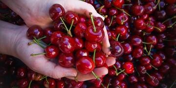 Envío de cereza a China\u002E