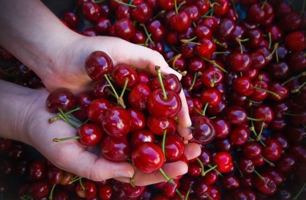 Argentina podrá exportar uvas y cerezas a Tailandia
