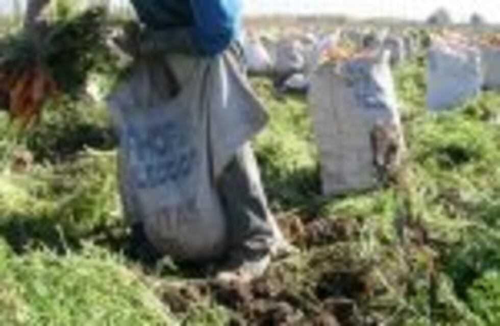 Encontraron 17 trabajadores en Tupungato sin libreta rural