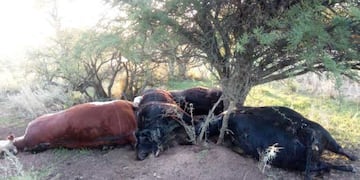 Un rayo mató cuatro vacas en Victorica (Infohuella)