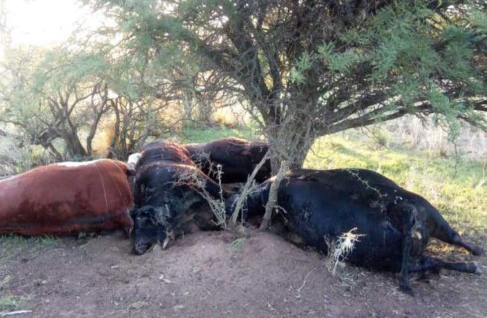Un rayo mató cuatro vacas en una chacra lindante al casco urbano de Victorica