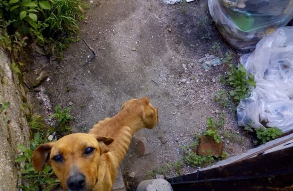 Rescataron perra abandonada en domicilio de Punta Alta