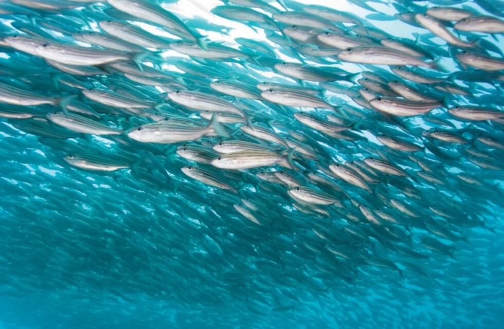 Efemérides del 22 de octubre: legislación en defensa del medioambiente y los recursos naturales