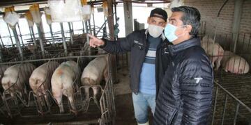 Capitanich visitando una granja porcina en la localidad chaqueña de Quitilipi (Foto: Gentileza Prensa Casa de Gobierno del Chaco)