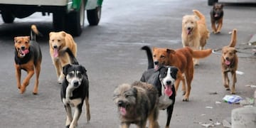 Perros callejeros\u002E (Foto: web)\u002E