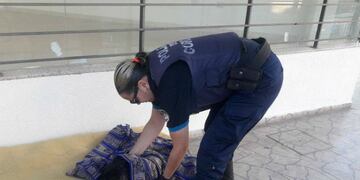 Perrito atropellado\u002E