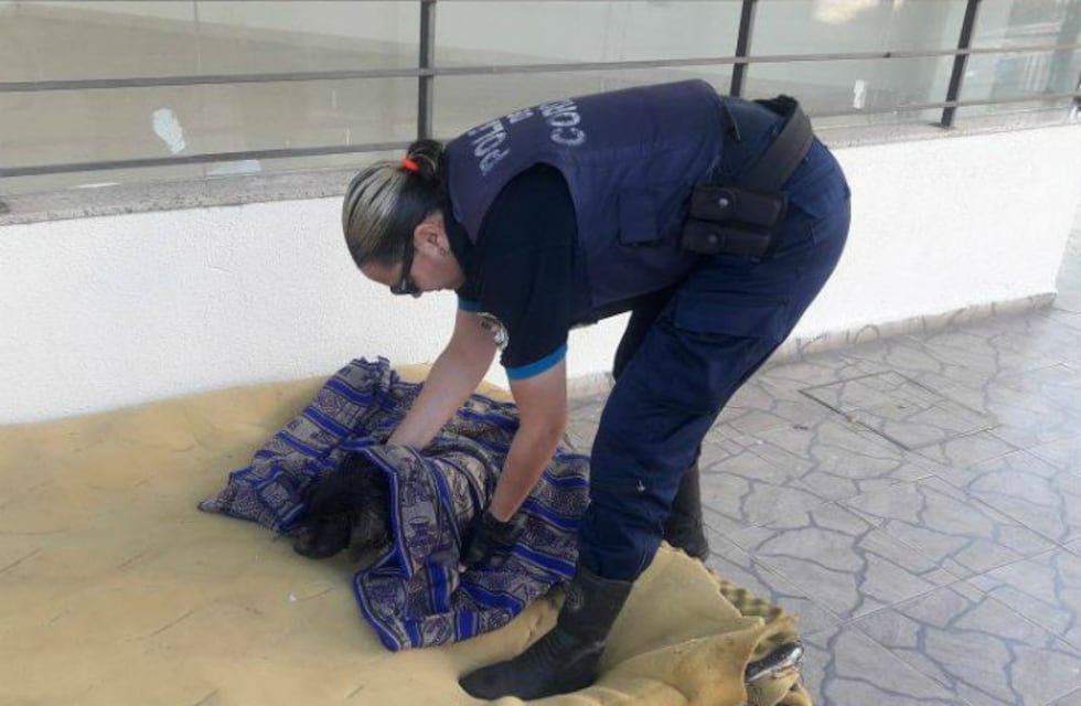 Gran gesto: Una policía rescató a un perrito ciego que fue atropellado y abandonado