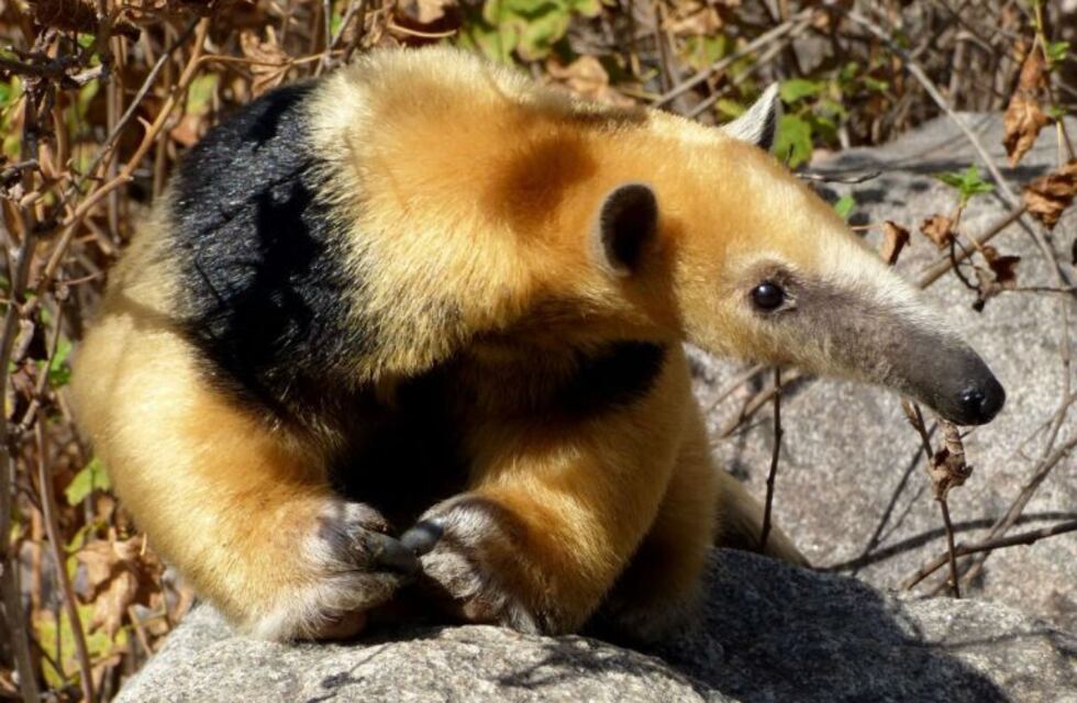Reinsertaron un ejemplar hembra de oso melero