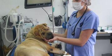 Hospital Municipal para Mascotas\u002E (Web)