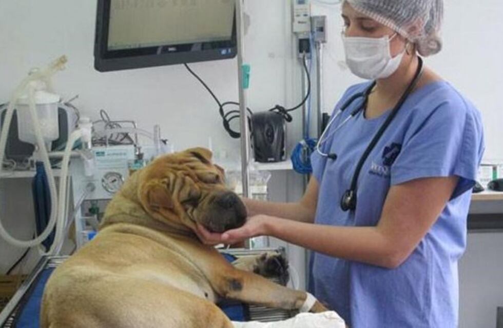 Comenzarán a construir el primer Hospital Municipal para Mascotas