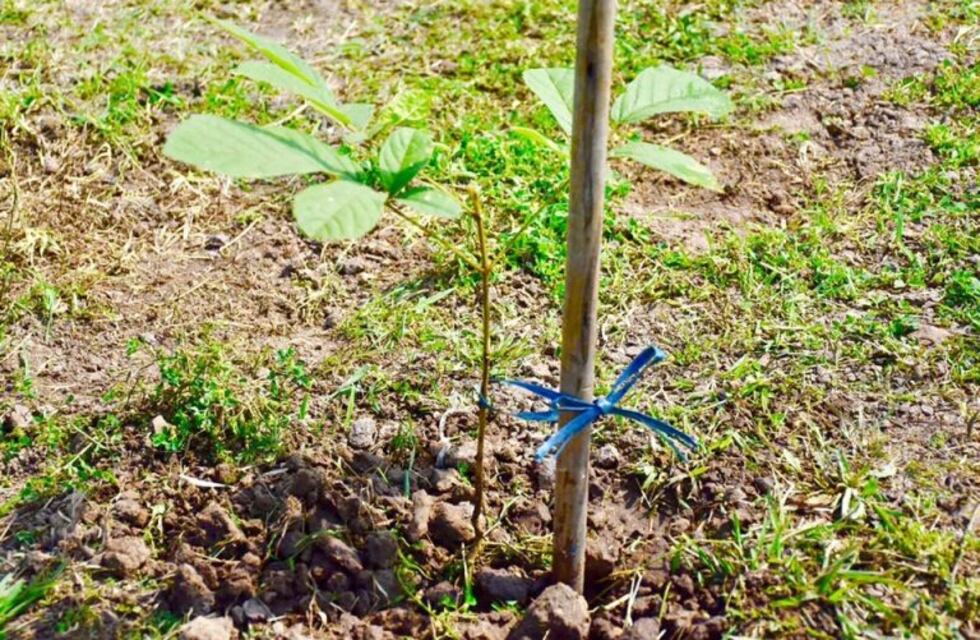 En 2 meses en Arroyito se plantaron 130 árboles