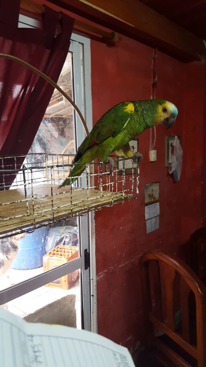 Guiñazú secuestro de aves