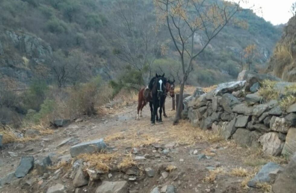 Fauna lastimada y asustada por los incendios: cómo ayudar y con quiénes contactarse