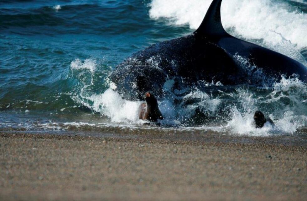 Por las orcas, llegan a Chubut fotógrafos y documentalistas