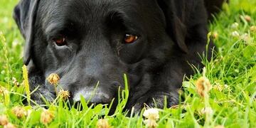 Labrador negro (Web)