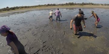 Salvando los peces, así trabajaron los voluntarios en El Carrizal\u002E