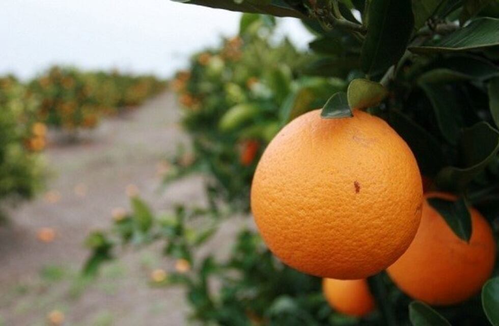 Citricultores de Entre Ríos se quejaron por impuestos y aumentos de tarifas