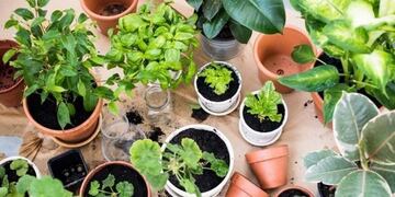 Fiesta del Plantín (Clarín)