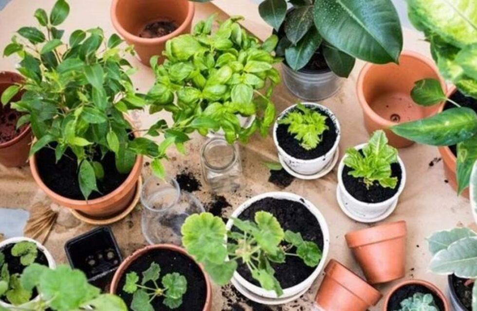 Este sábado, la Fiesta del Plantín en el Parque Hídrico de la laguna Don Tomás