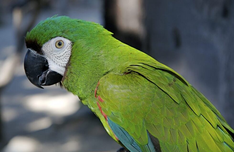 La policía se presentó por gritos de auxilio de una mujer y se encontró con algo inesperado