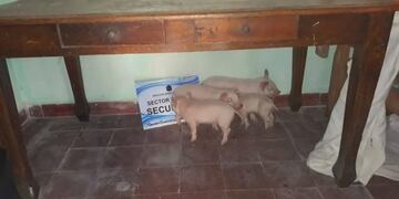 Criadero de chanchos robado en Salta\u002E (Policía de Salta)