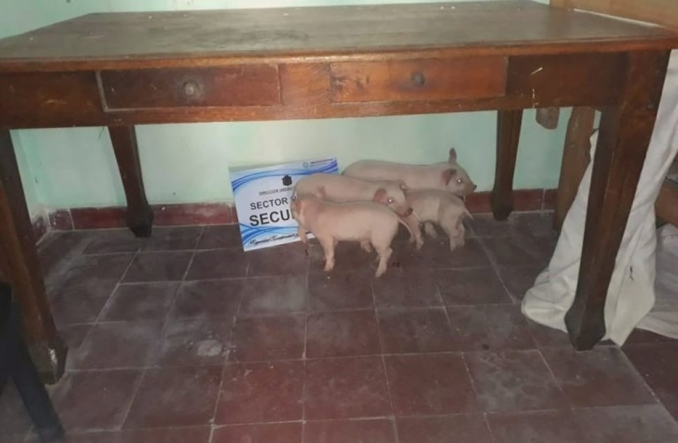Seis hombres presos por robar un criadero de chanchos en Salta