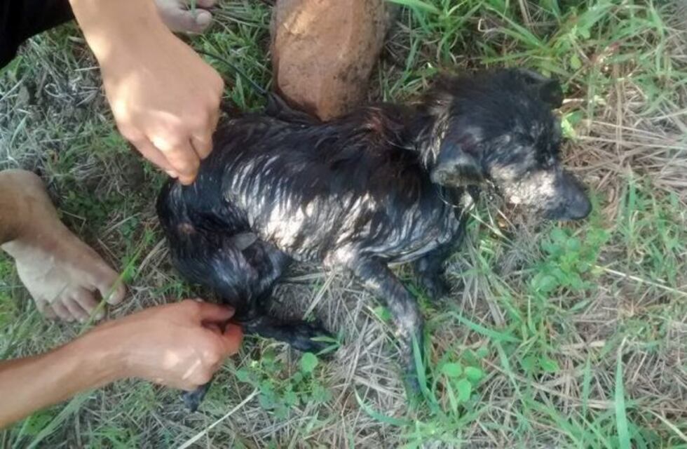 Crueldad animal: ataron un perro a una piedra y lo tiraron al río