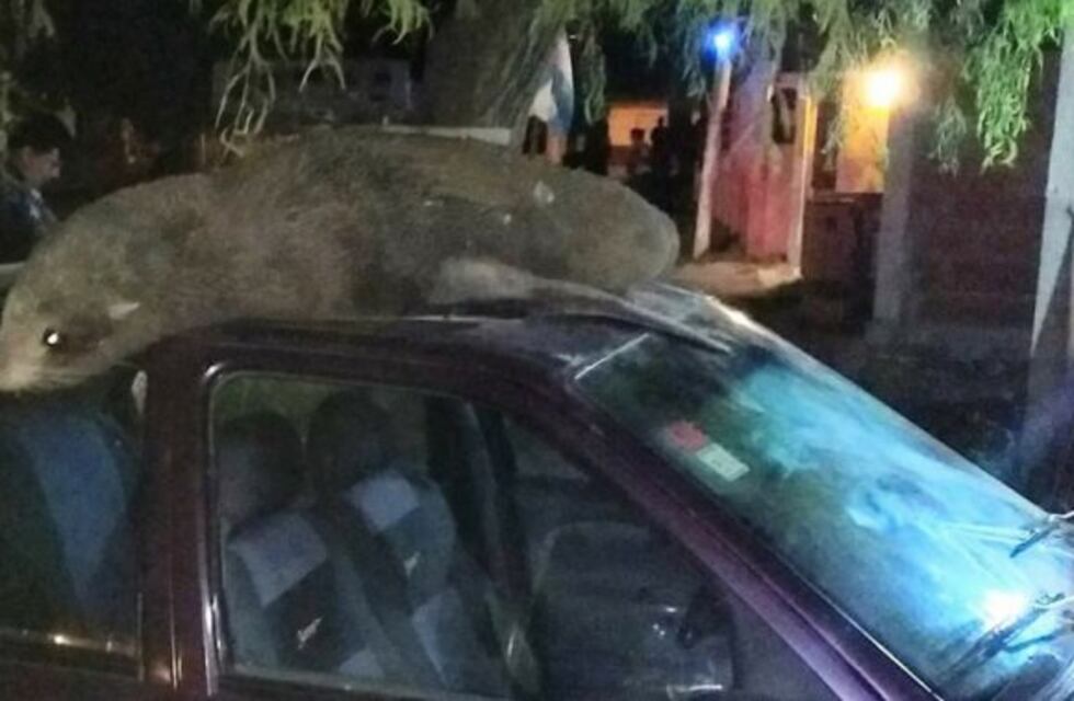 Salió de su casa y se encontró con un lobo marino en el techo de su auto