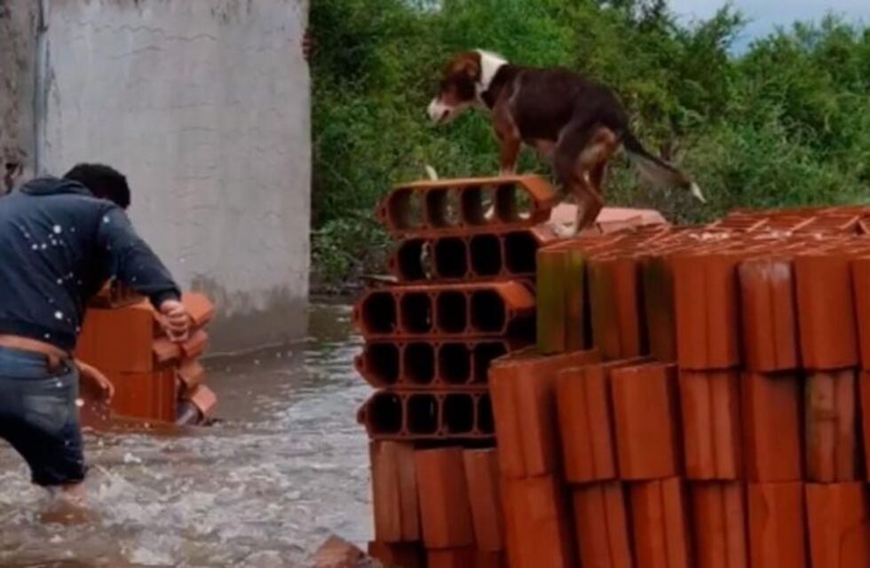 Conmovedor: salvó a su perrito en medio de la inundación