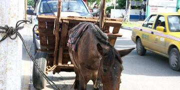 Quieren castigar con arresto y multas a quienes usen animales para acarrear escombros