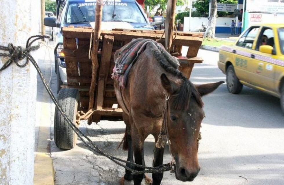 Quieren castigar con arresto y multas a quienes usen animales para acarrear escombros