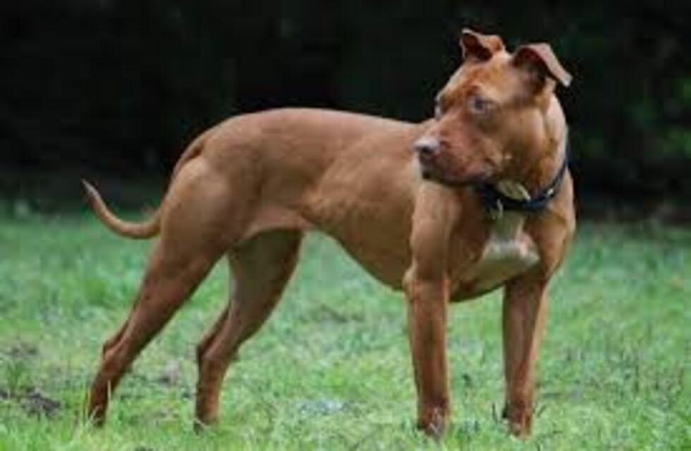 Levantaron cargos contra el dueño de un Pitbull que atacó a un policía