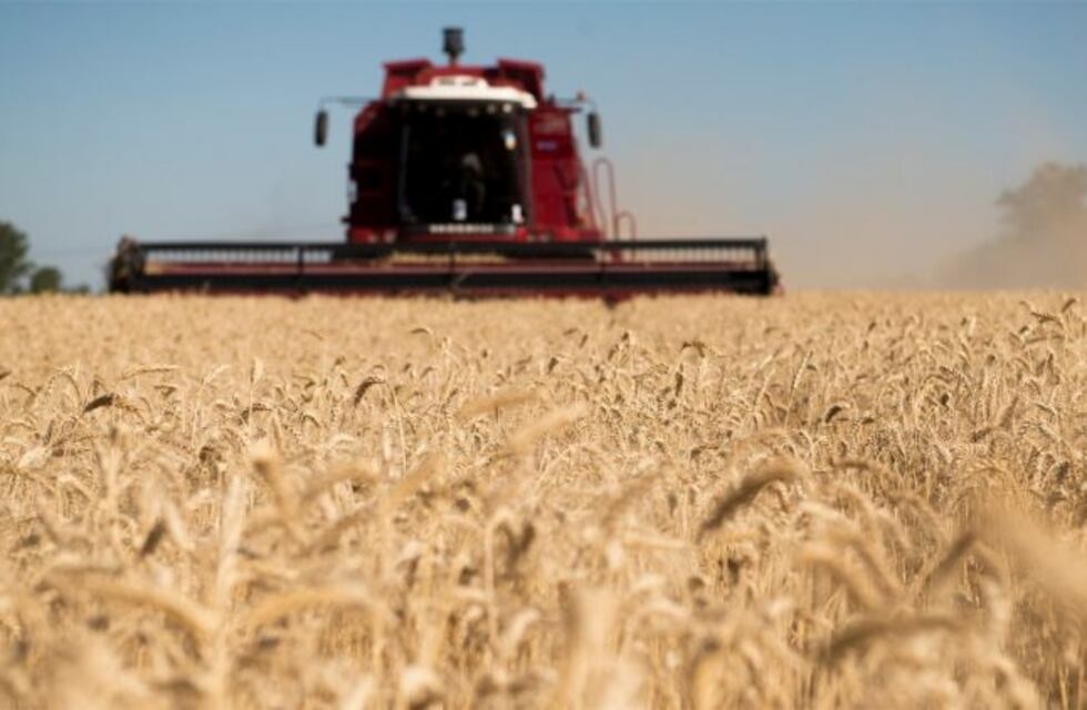 Estiman que se producirá 400.000 hectáreas de trigo entre el 2019 y 2020 en Entre Ríos