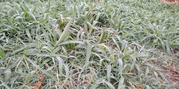 El frío se hizo sentir en la mañana de este viernes en Iguazú\u002E