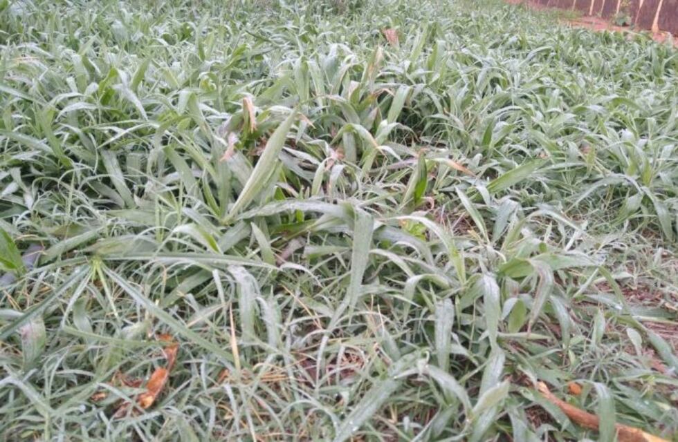Iguazú amaneció cubierta por heladas que cayeron durante la madrugada