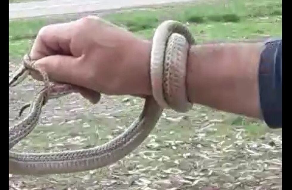 ¡Qué impresión! Capturaron una víbora en plena Ciclovía de Mendoza