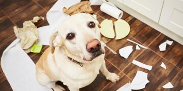 Ansiedad por Separación en Perros