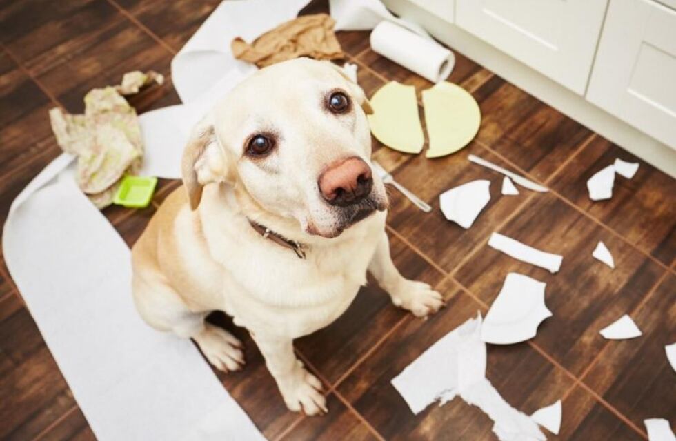 Ansiedad por Separación en Perros: qué es y cómo se puede controlar