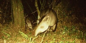 Tapir en el Parque Nacional Iguazú