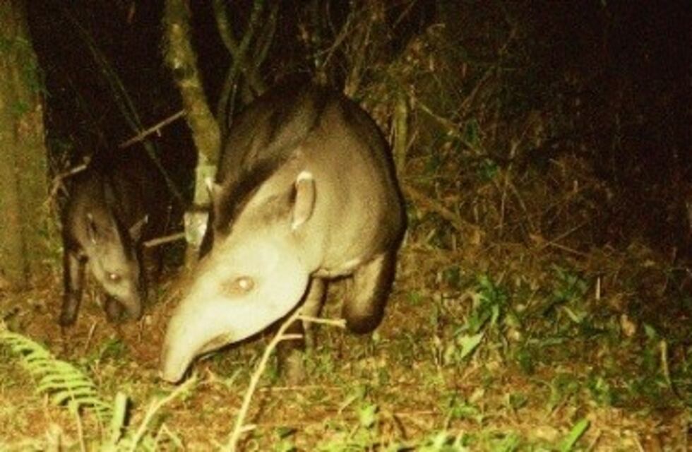 Cámaras trampas detectan a un enorme tapir y su cría